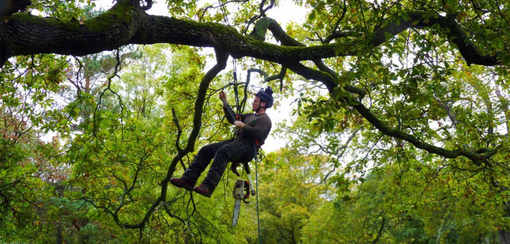 Arborist North Shore | Tree Removal Sydney | Sydney Tree Solutions