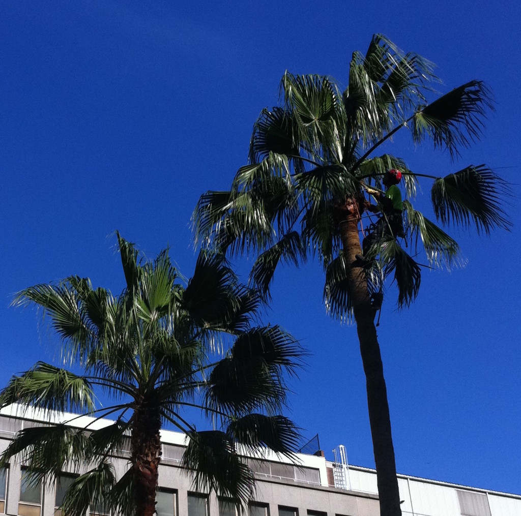 palm-tree-removal-cleaning-costs-sydney-tree-solutions